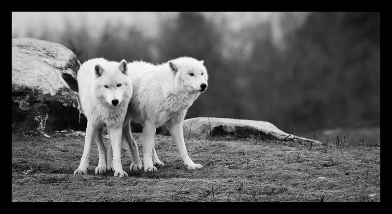 Two White Wolves — Black, Calm