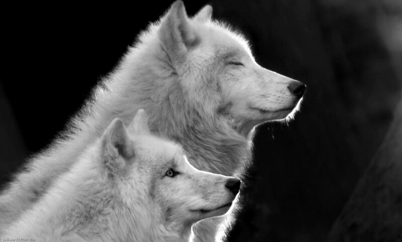 Two White Wolves — Black, Serene