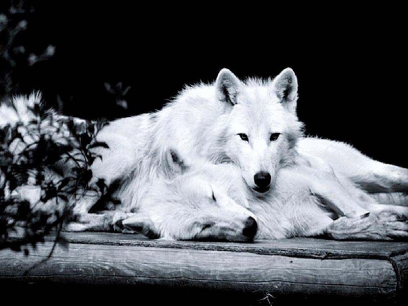 Two White Wolves — Black