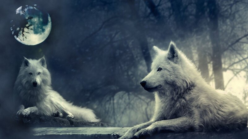 Two White Wolves — Blue, Dramatic