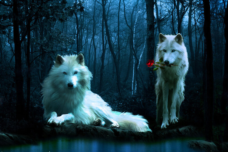 Two White Wolves — Blue, Mysterious