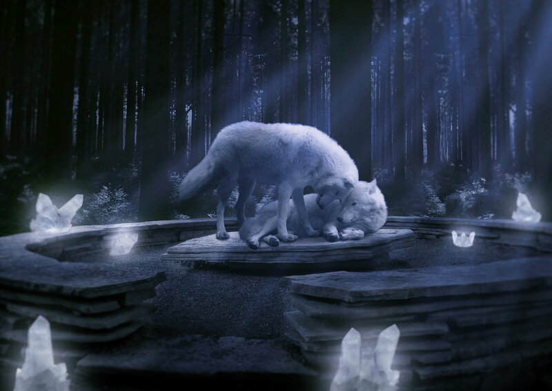 Two White Wolves — Blue, Mystical, Night