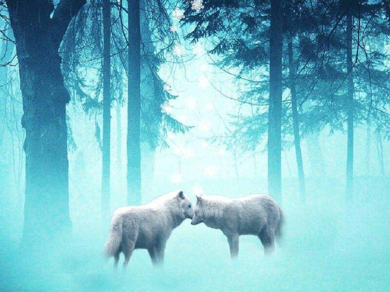 Two White Wolves — Blue, Serene