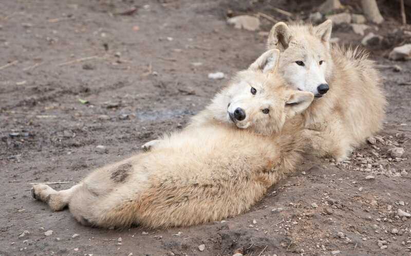 Two White Wolves — Brown