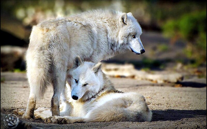 Two White Wolves — Calm, Afternoon, Photograph, Sand, Forest