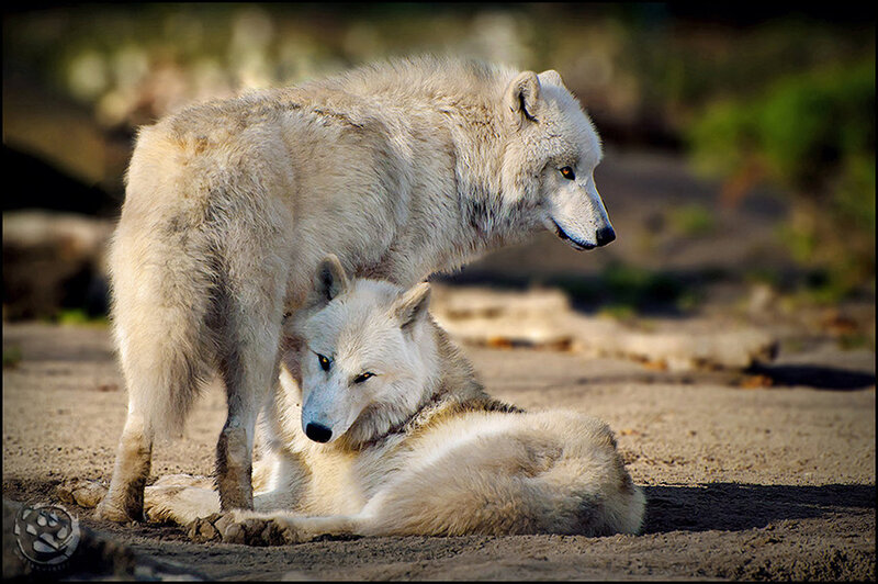 Two White Wolves — Calm, Afternoon, Photograph, Sand