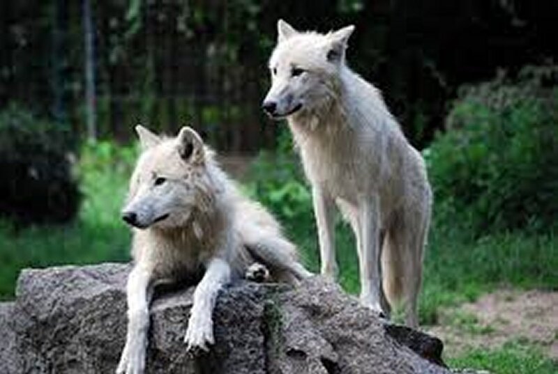 Two White Wolves — Calm, Afternoon, Photograph