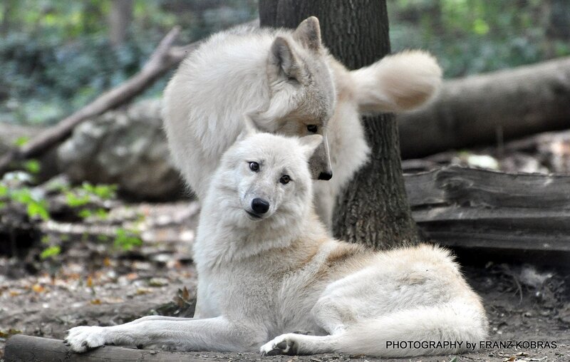 Two White Wolves — Calm, Afternoon, Photograph, Tree