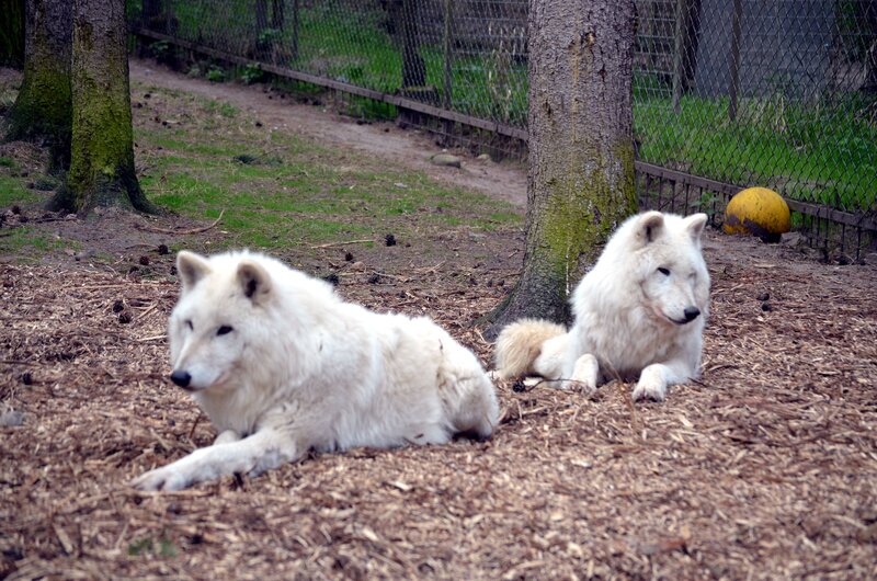 Two White Wolves — Calm, Afternoon, Photograph, Trees, Fence