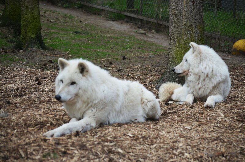 Two White Wolves — Calm, Afternoon, Photograph, Trees
