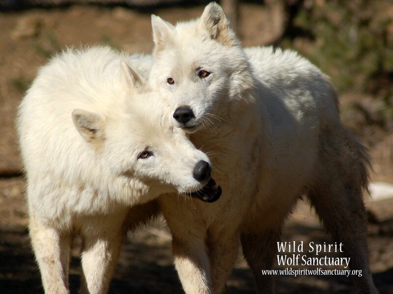 Two White Wolves — Calm, Afternoon, Photograph, Wolf, Forest