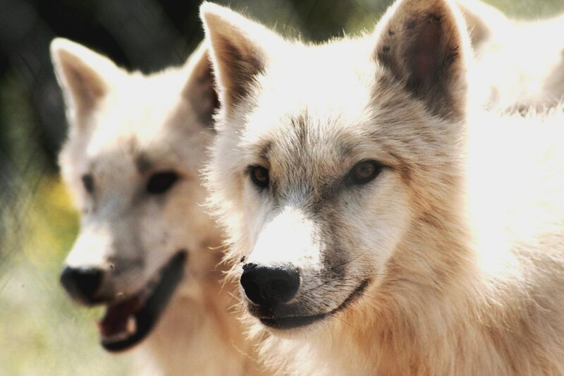 Two White Wolves — Calm, Afternoon, Photograph, Wolf