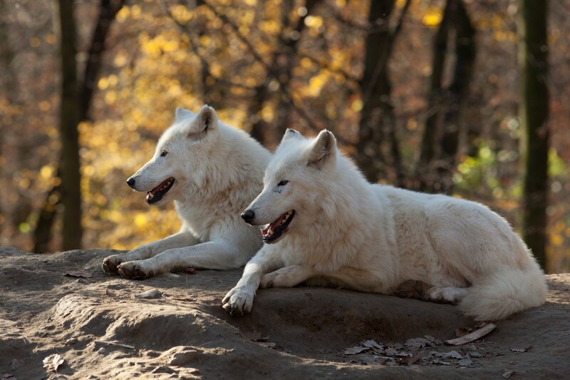 Two White Wolves — Calm, Autumn, Photograph