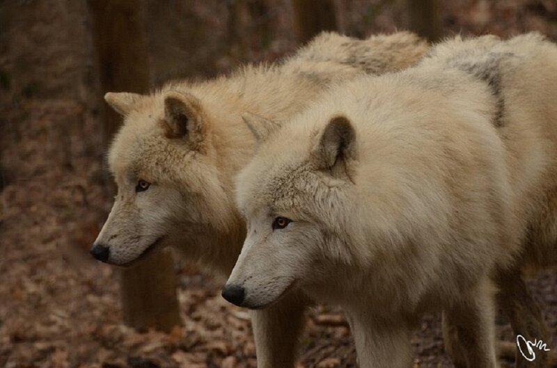 Two White Wolves — Calm, Autumn