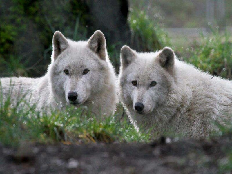 Two White Wolves — Calm, Morning