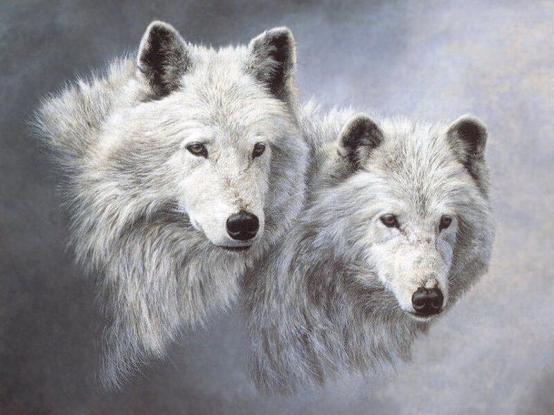 Two White Wolves — Calm, Painting, Heads