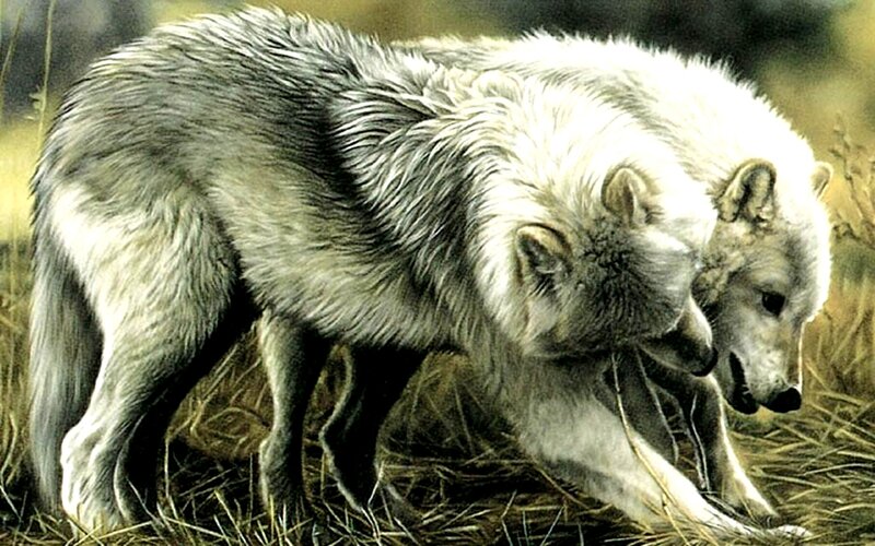 Two White Wolves — Calm, Painting