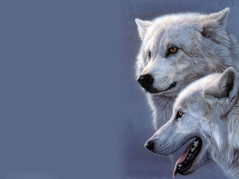 Two White Wolves — Calm, Painting, Wolf