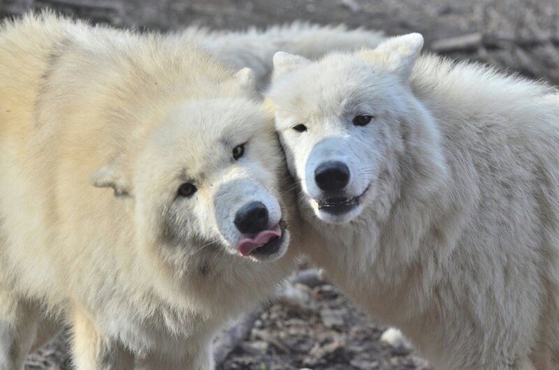 Two White Wolves — Calm, Photograph, Animals