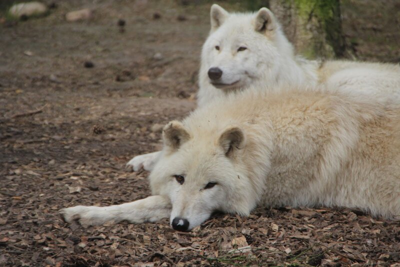 Two White Wolves — Calm, Photograph, Forest Floor