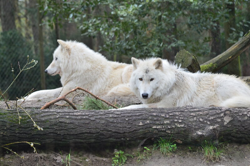 Two White Wolves — Calm, Photograph, Log
