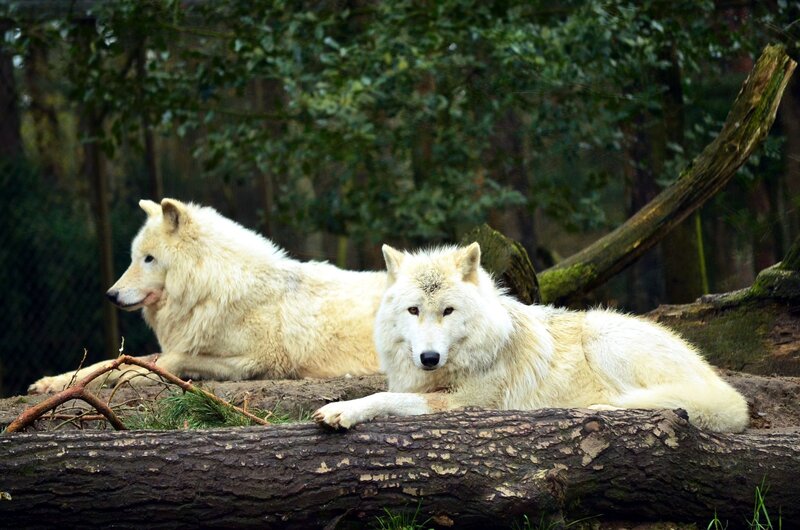Two White Wolves — Calm, Photograph, Log, Trees
