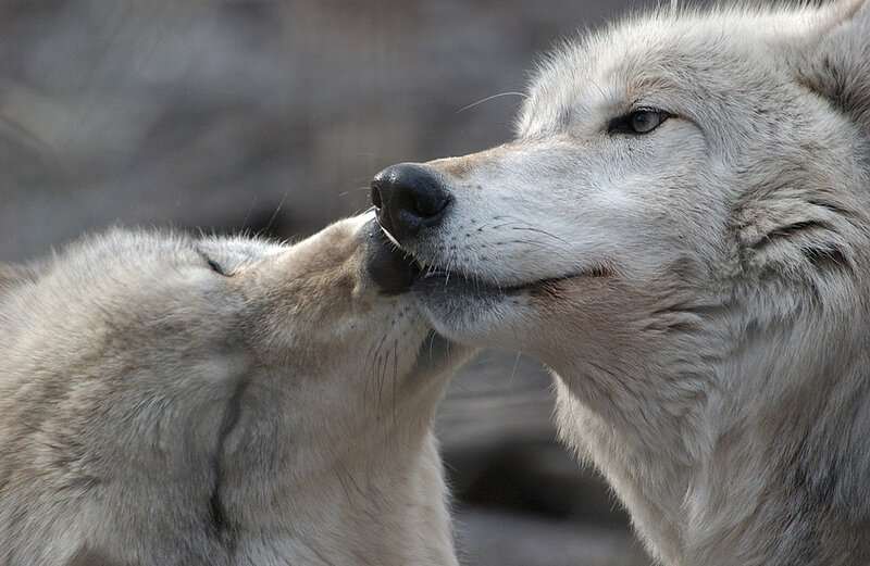 Two White Wolves — Calm, Photograph, Snout