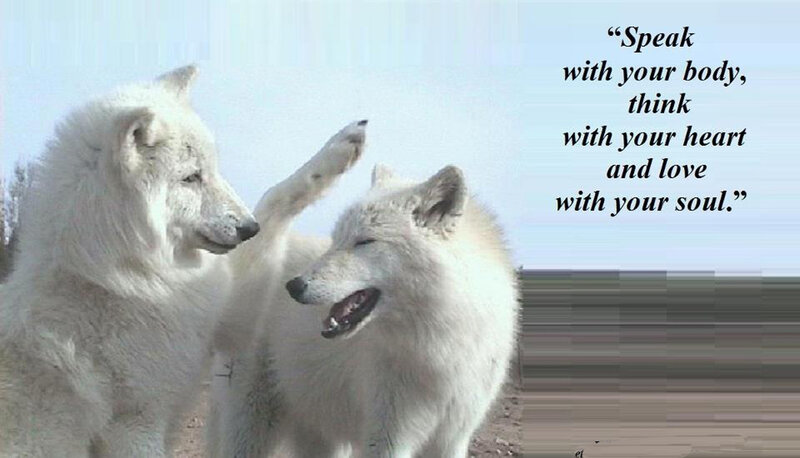 Two White Wolves — Calm, Photograph, Text
