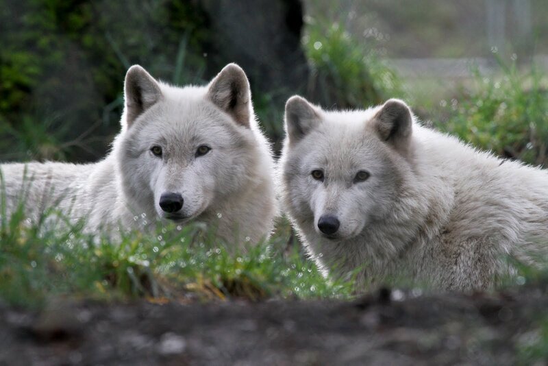 Two White Wolves — Calm, Photograph