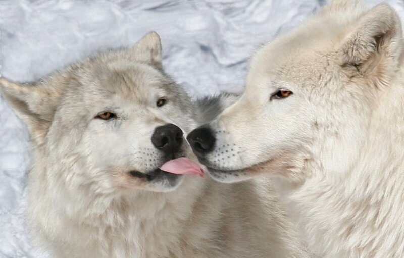 Two White Wolves — Calm