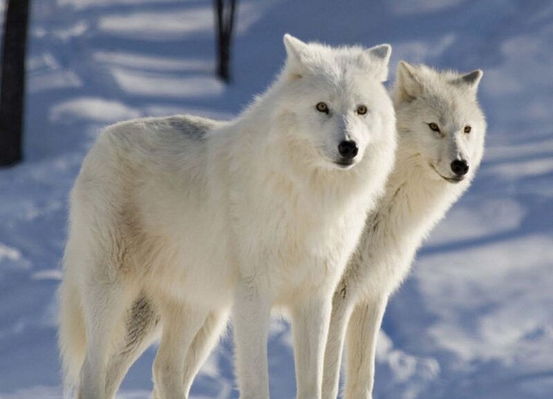 Two White Wolves — Calm, Winter, Photograph, Snow, Forest