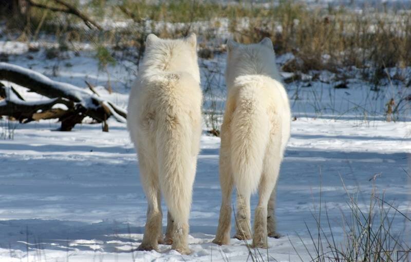 Two White Wolves — Calm, Winter, Photograph, Snow, Grass