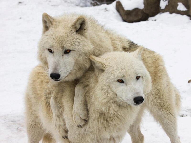 Two White Wolves — Calm, Winter, Photograph, Snow, Rocks