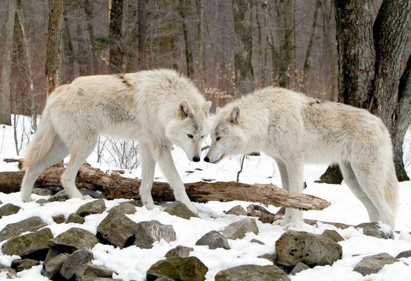 Two White Wolves — Calm, Winter, Photograph, Snow