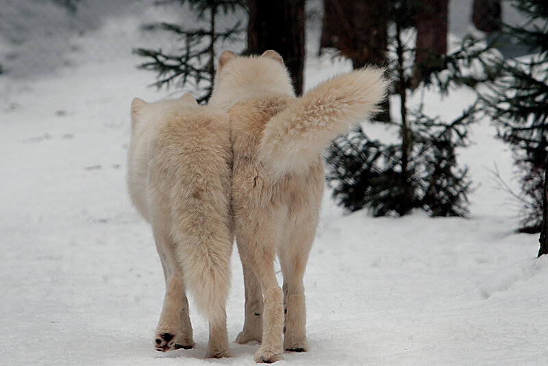 Two White Wolves — Calm, Winter, Photograph, Snow, Trees
