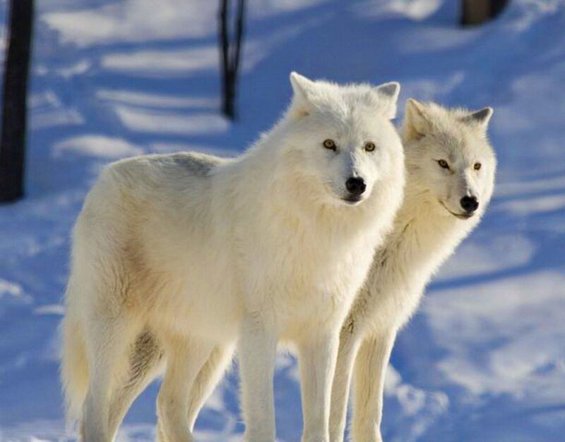 Two White Wolves — Calm, Winter, Photograph