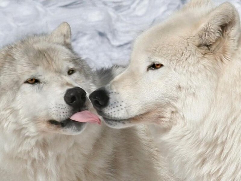 Two White Wolves — Calm, Winter, Photograph, Tongue