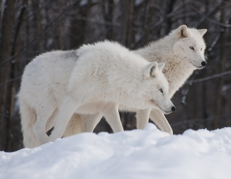 Two White Wolves — Calm, Winter