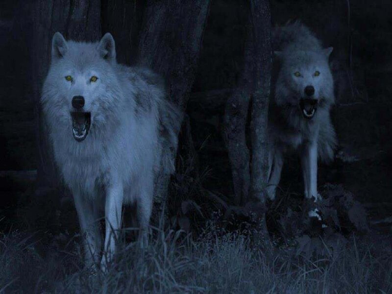 Two White Wolves — Dark