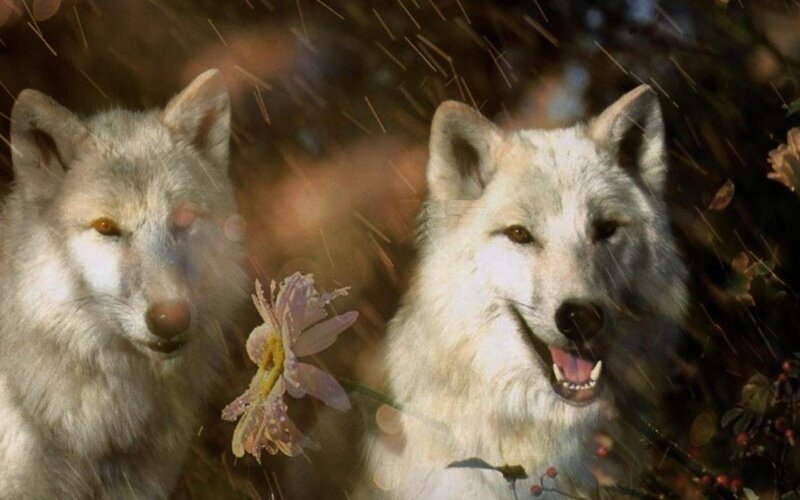 Two White Wolves — Dramatic, Autumn