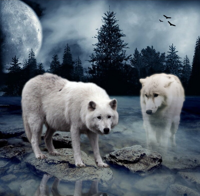 Two White Wolves — Dramatic, Night, Digital Art