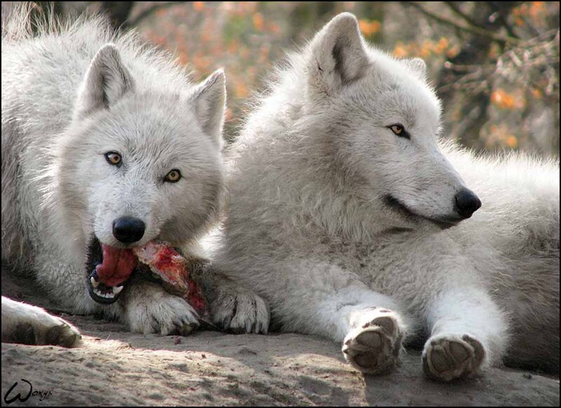 Two White Wolves Eating