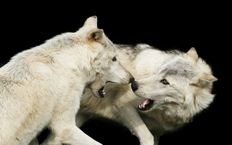 Two White Wolves Fighting — Aggressive, Photograph