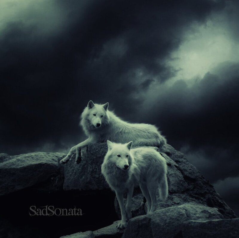 Two White Wolves — Gray, Dramatic