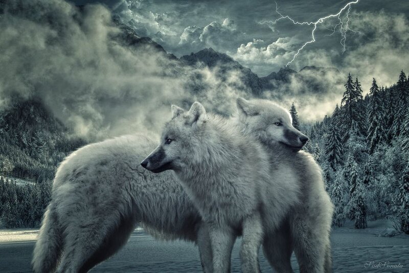 Two White Wolves — Gray, Dramatic, Winter