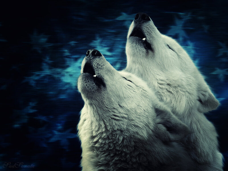 Two White Wolves Howling — Blue, Dramatic, Night