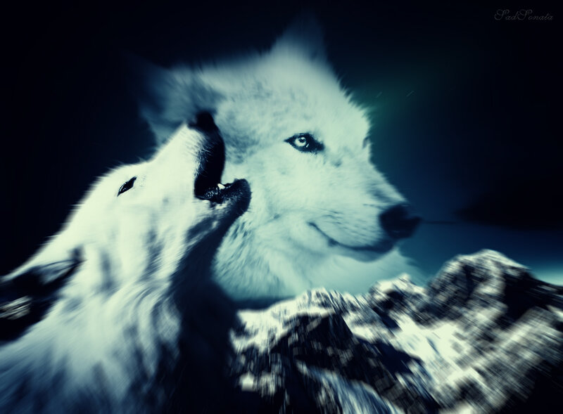 Two White Wolves Howling — Blue, Dramatic