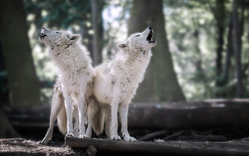 Two White Wolves Howling — Dramatic, Afternoon