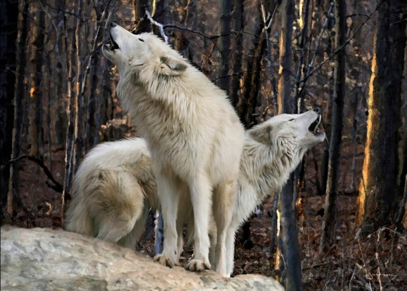 Two White Wolves Howling — Dramatic, Autumn