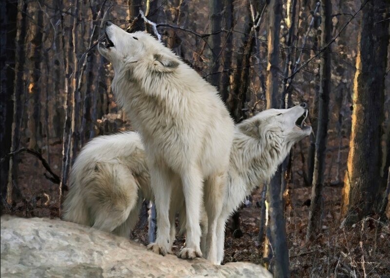 Two White Wolves Howling — Dramatic